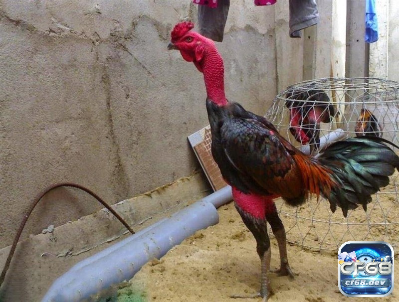 Tía Kinh Kong có thân hình cao ráo và cực kì vạn vỡ