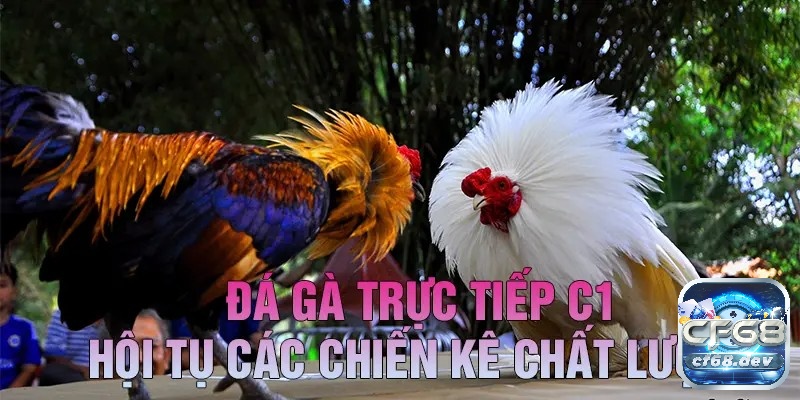 Đá gà trực tiếp C1 là nơi hội tụ những chiến kê mạnh nhất