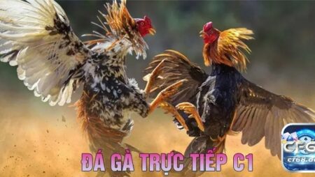 Đá gà C1 là gì? Mẹo chơi đá gà chọi C1 bất bại cho người mới