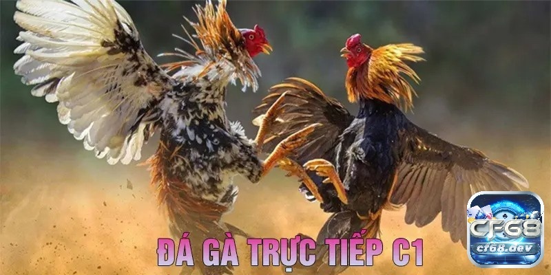 Đá gà C1 là gì? Mẹo chơi đá gà chọi C1 bất bại cho người mới