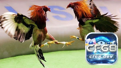 Đá gà cực sắt cực kì kích tính nên thu hút đông đảo cược thủ tham gia