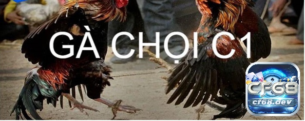 Cùng CF68 tìm hiểu về đá gà chọi C1 nhé