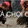 Đá gà chọi C1 – Những điều anh em cần nắm khi trải nghiệm