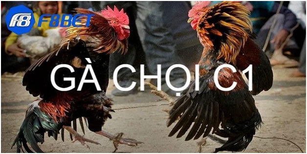 Đá gà chọi C1 – Những điều anh em cần nắm khi trải nghiệm