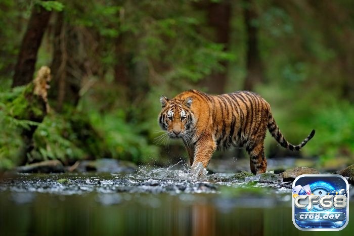 Giải mã giấc mơ thấy hổ là cơ hội hốt bạc